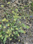 barestem lomatium (Lomatium nudicaule)
